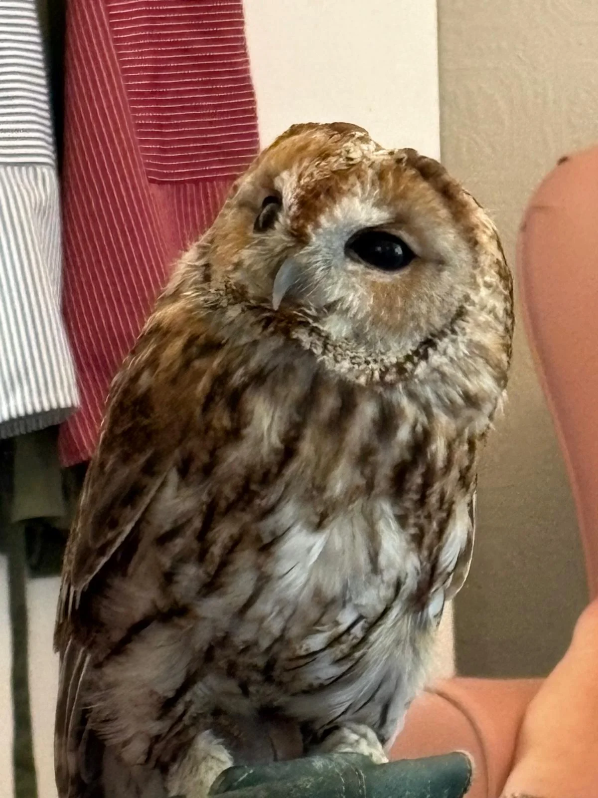 Close-up of a visiting owl at Martham Lodge.